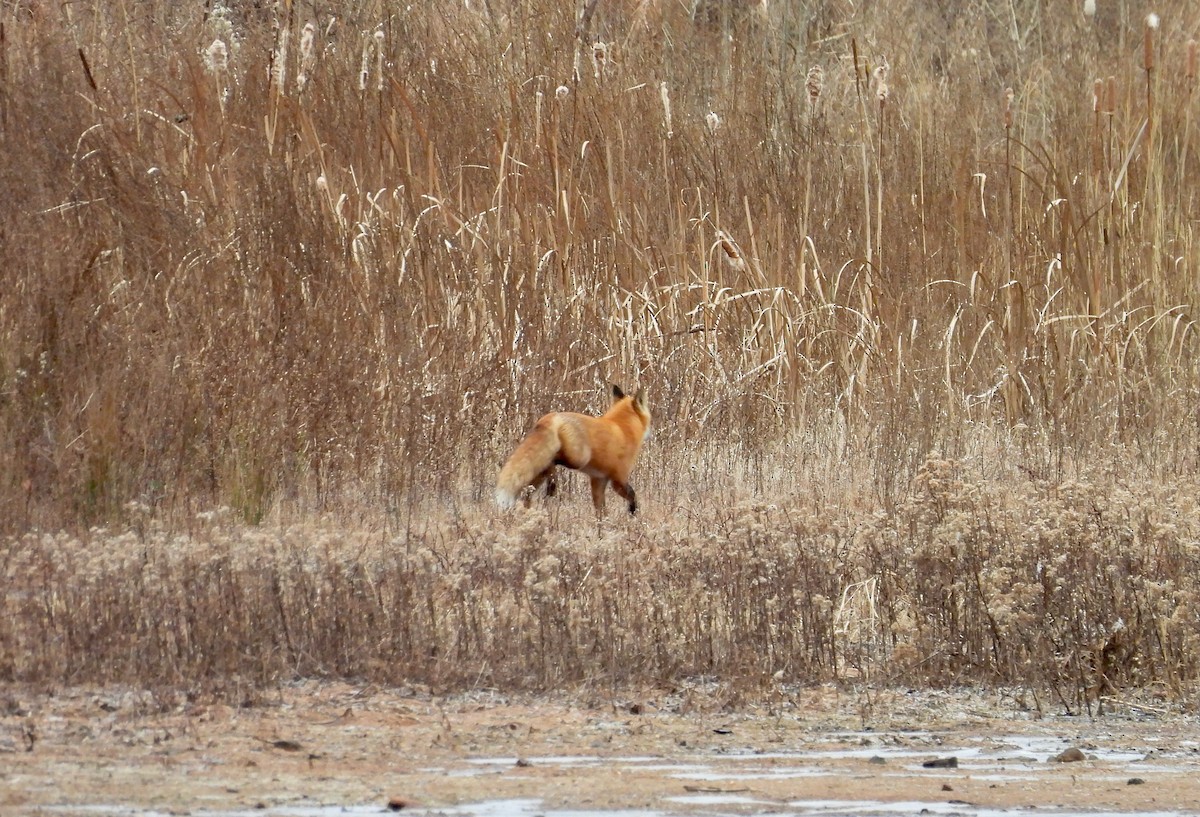 Zorro Rojo - ML646978259