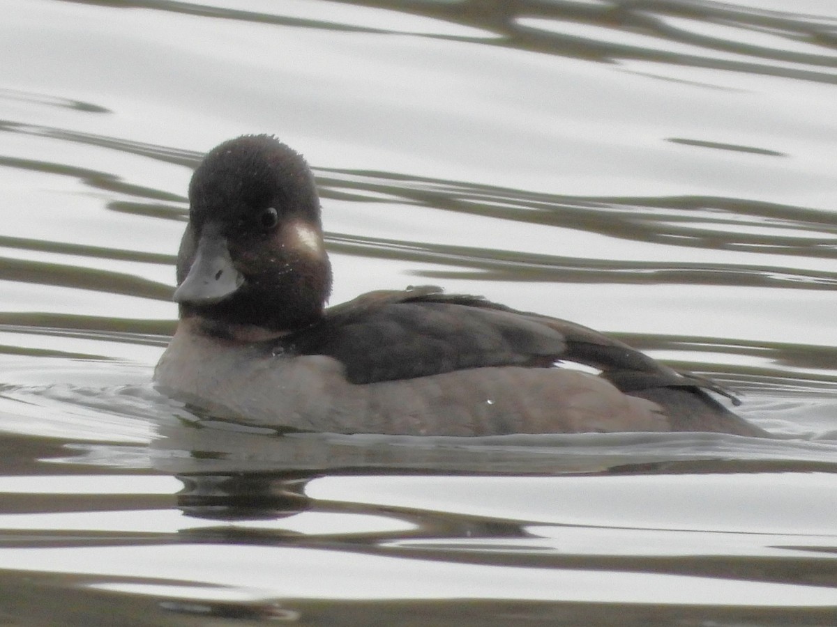 Гоголь малий - ML646978263