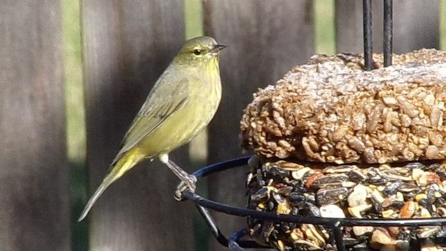Orange-crowned Warbler - ML646978287