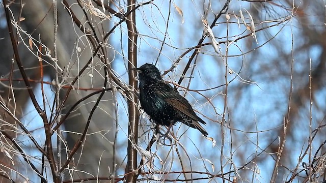 European Starling - ML646978289