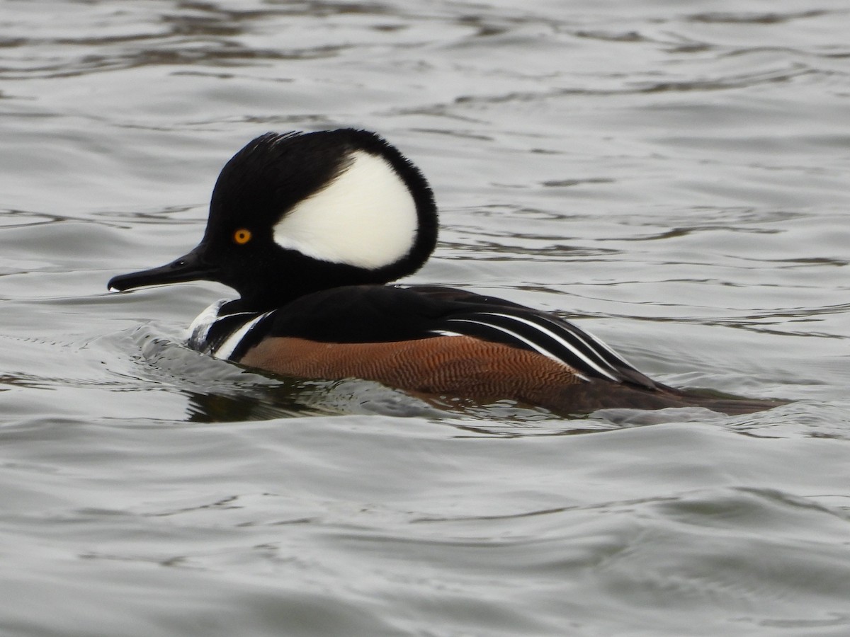 Крех жовтоокий - ML646978295