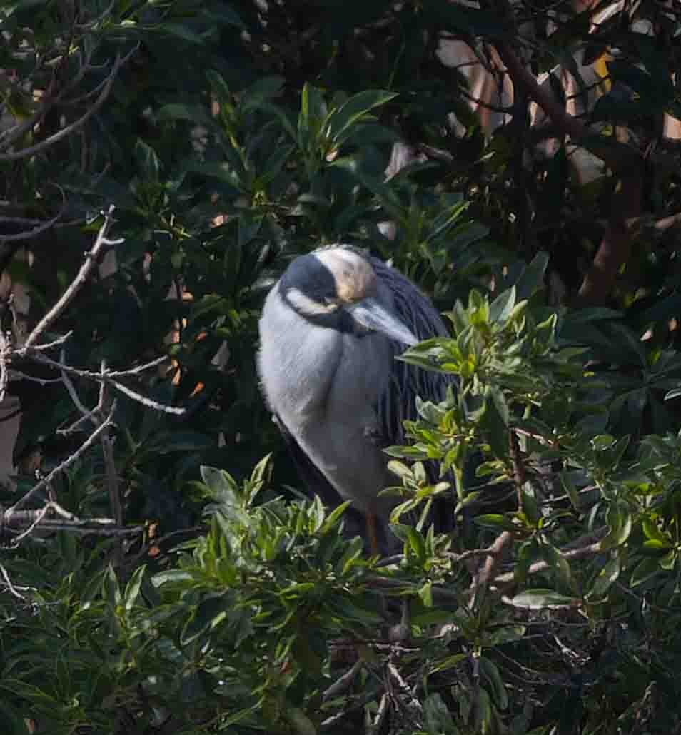 Yellow-crowned Night Heron - ML646978303