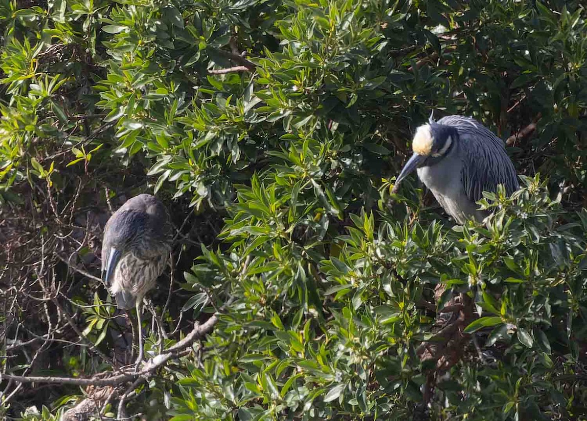 Yellow-crowned Night Heron - ML646978304