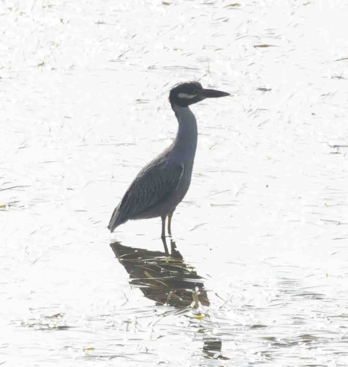 Yellow-crowned Night Heron - ML646978305