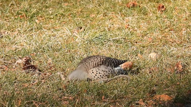 Northern Flicker - ML646978306
