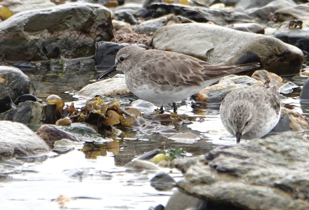 White-rumped Sandpiper - ML646978309