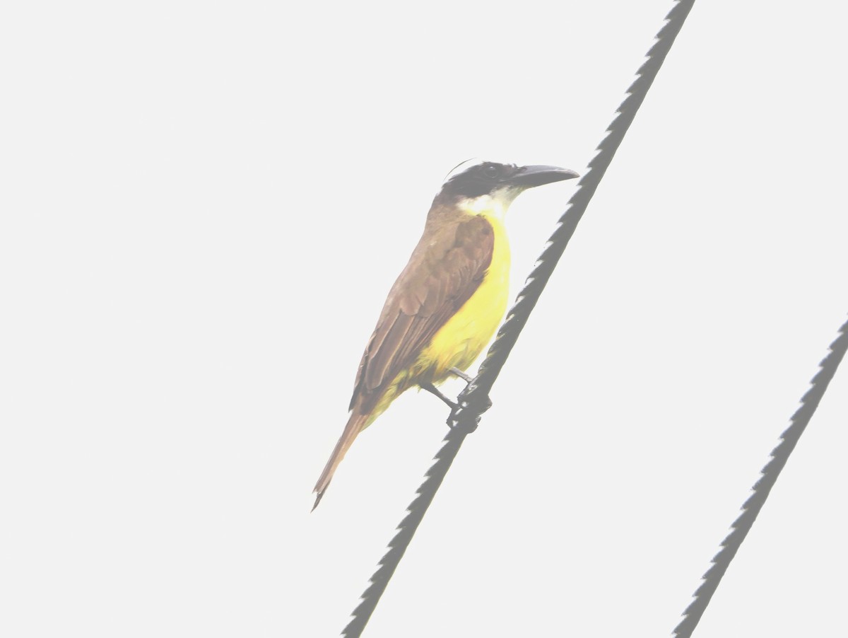 Boat-billed Flycatcher - ML646978310