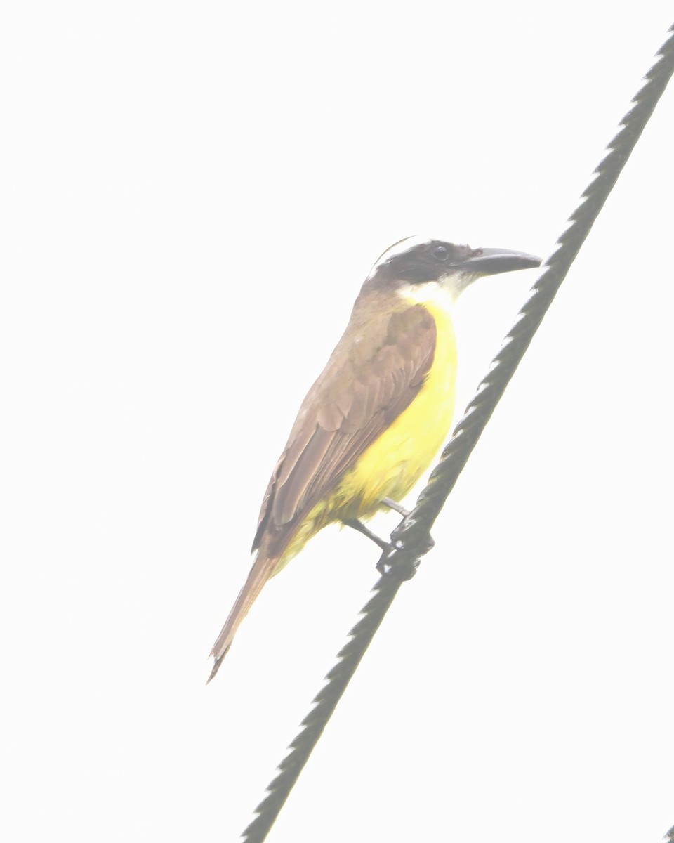 Boat-billed Flycatcher - ML646978311