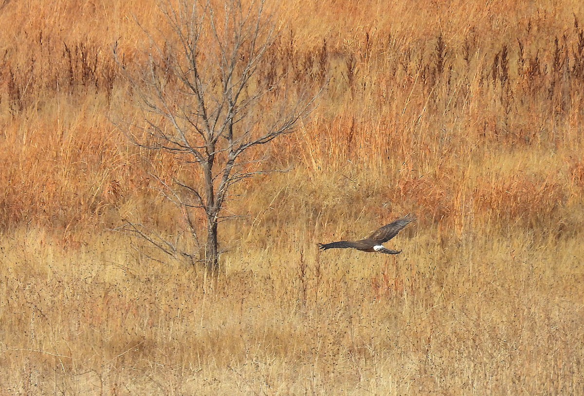 Mirotz zuri iparramerikarra - ML646978312