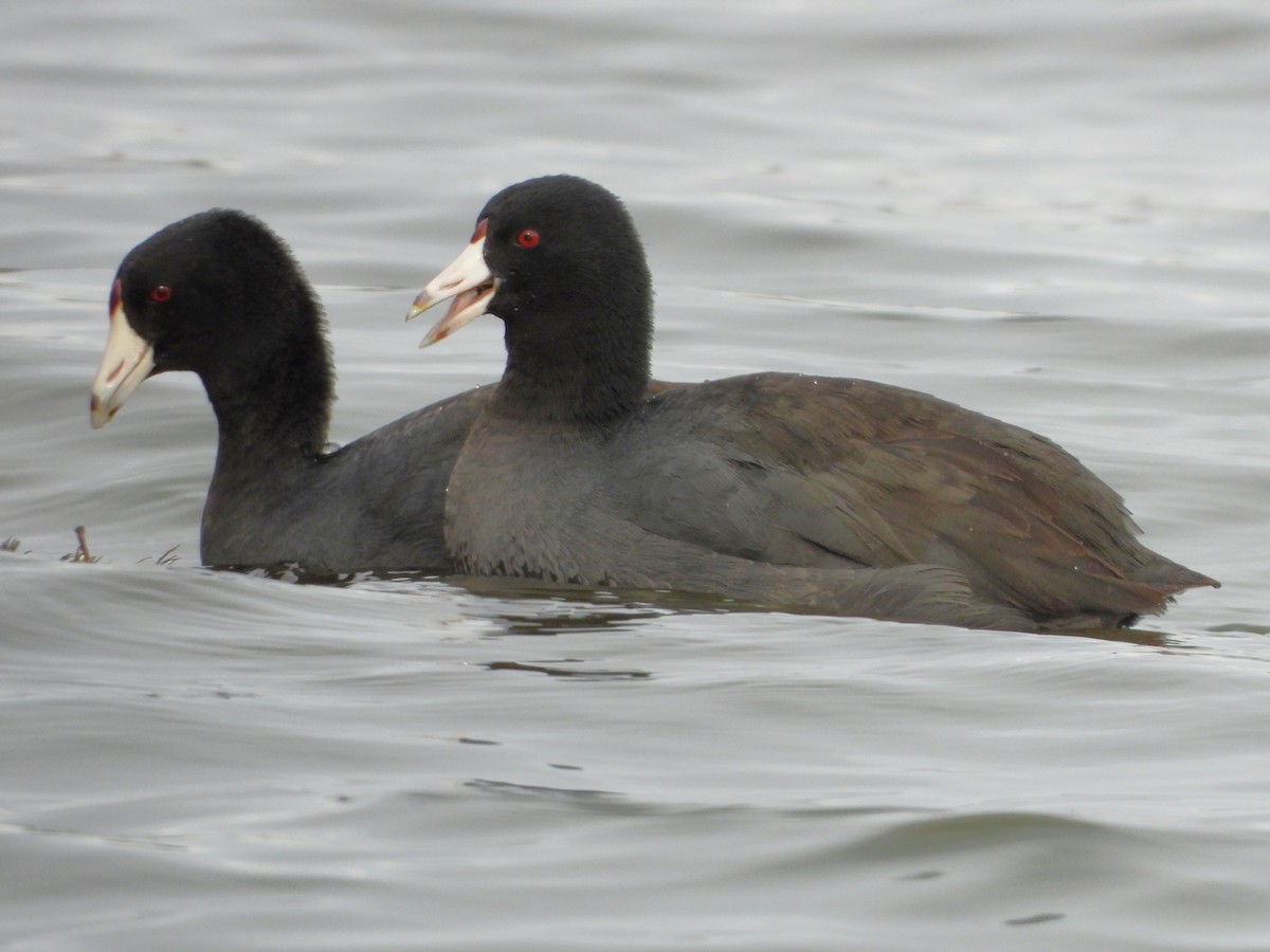 Лиска американська - ML646978313