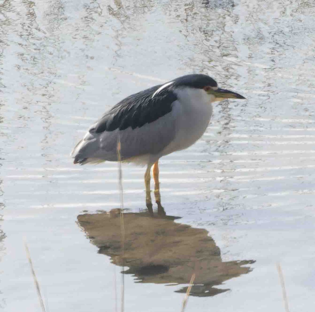 夜鷺 - ML646978315