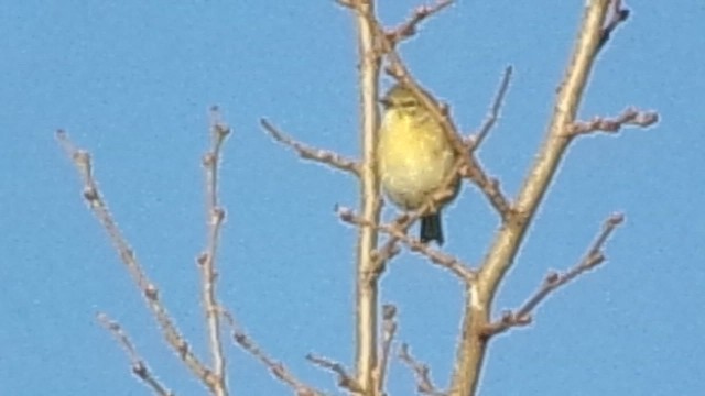 Pine Warbler - ML646978324