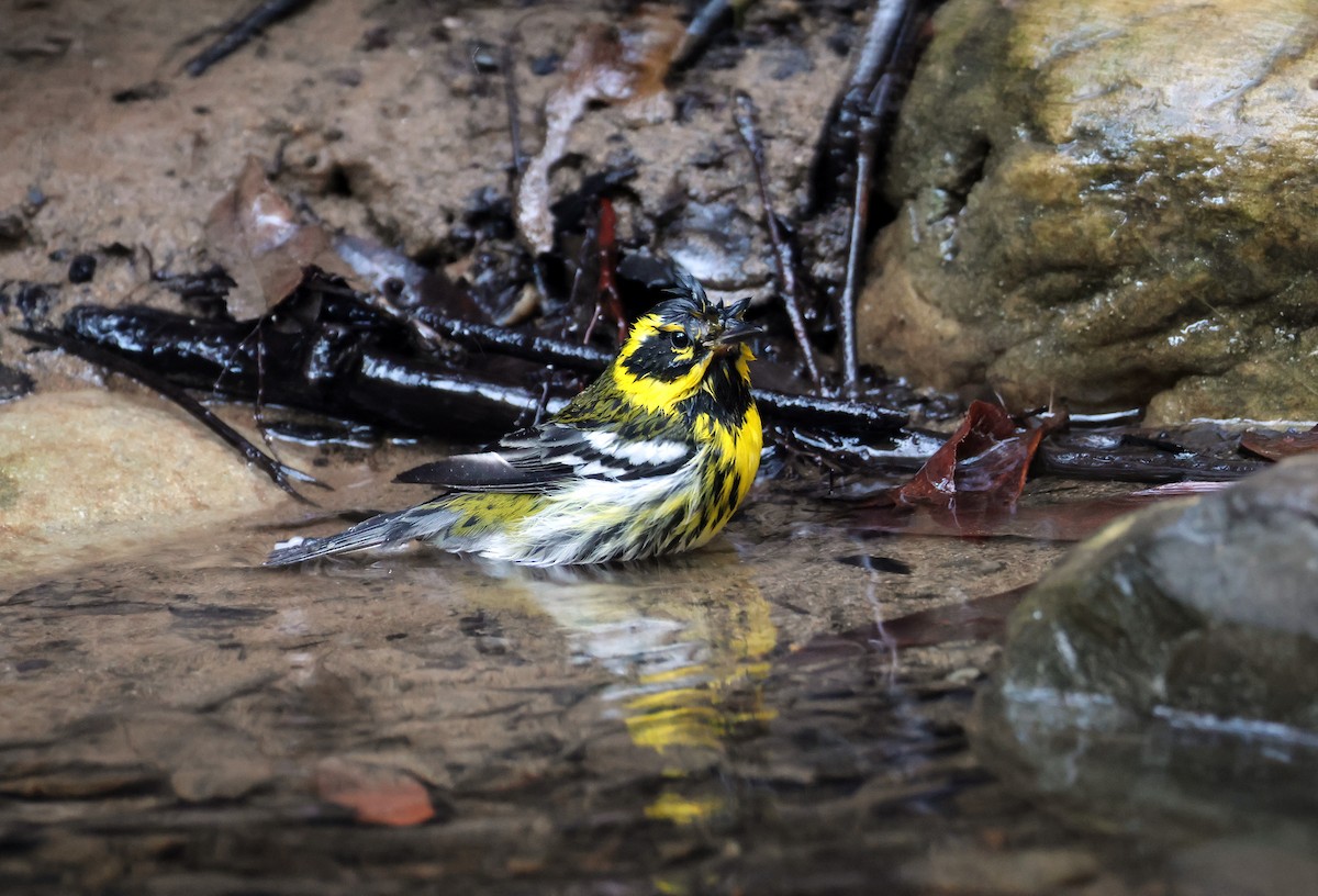 Townsendwaldsänger - ML646978338