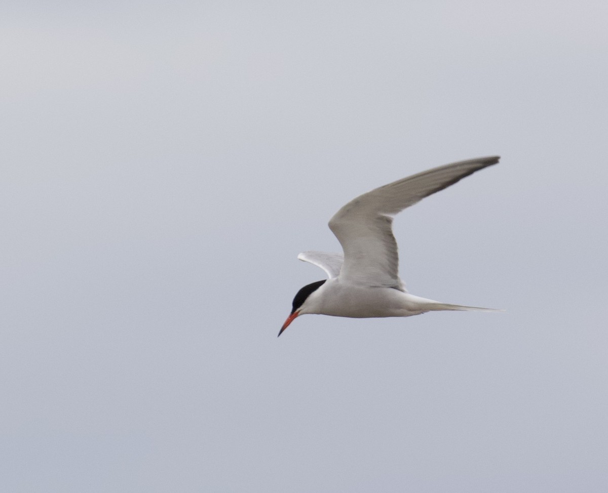 Common Tern - ML646978339