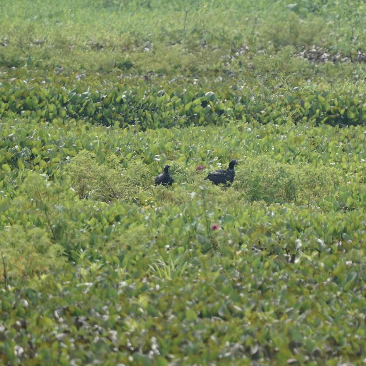 Horned Screamer - ML646978341