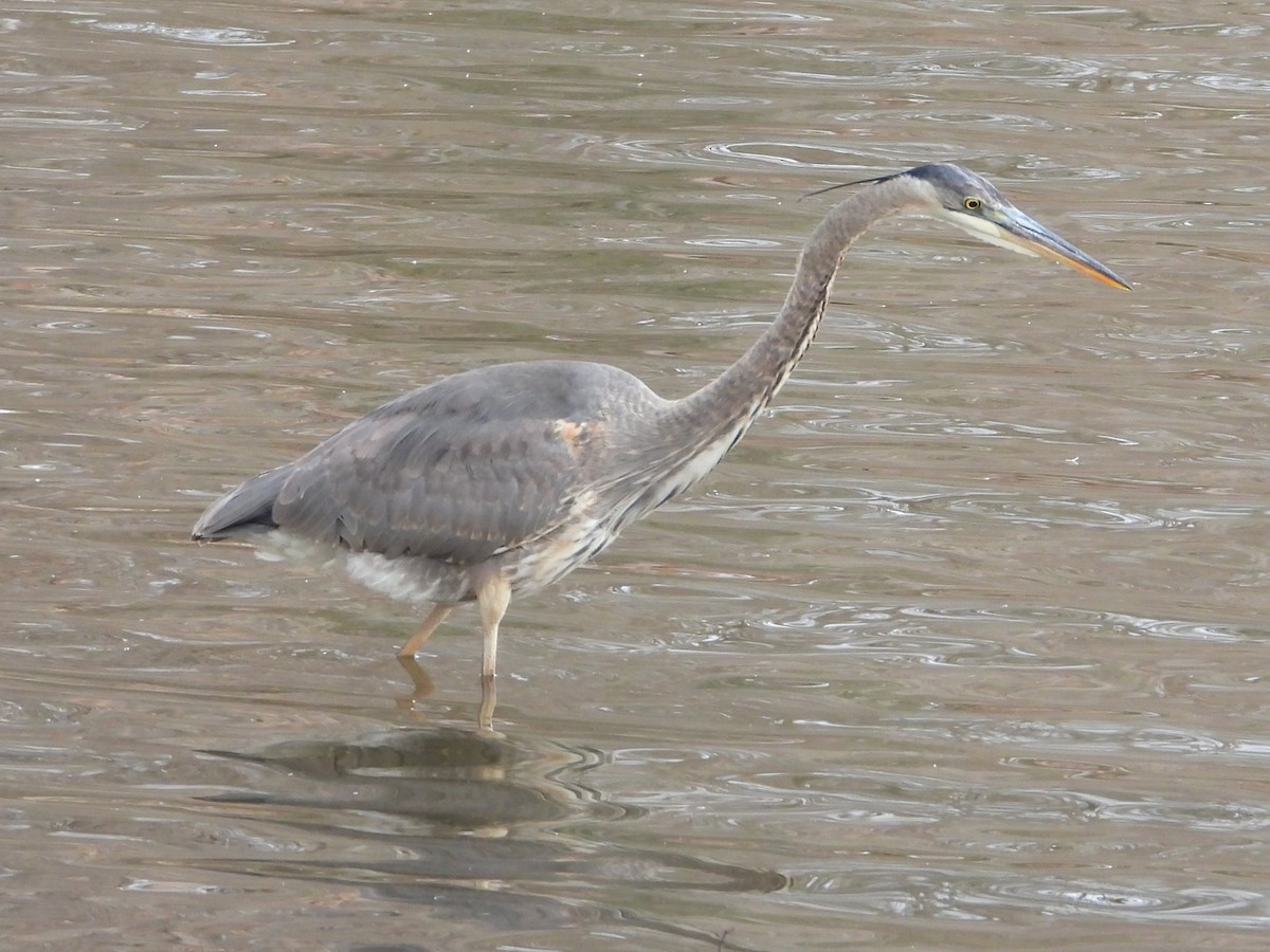 Чапля північна - ML646978342