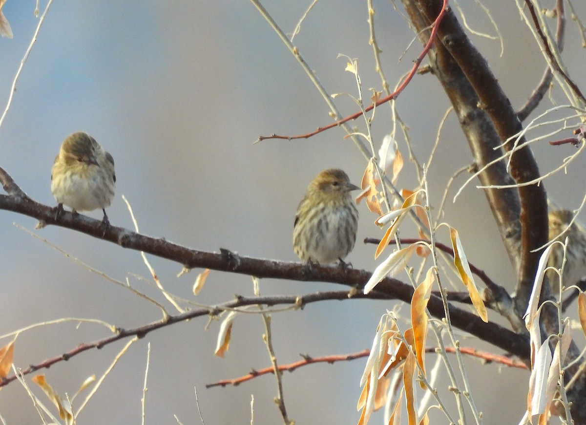 Pine Siskin - ML646978343