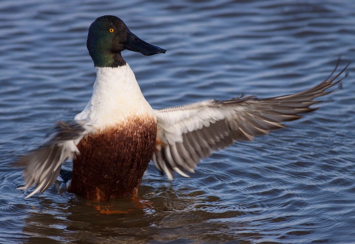 琵嘴鴨 - ML646978346