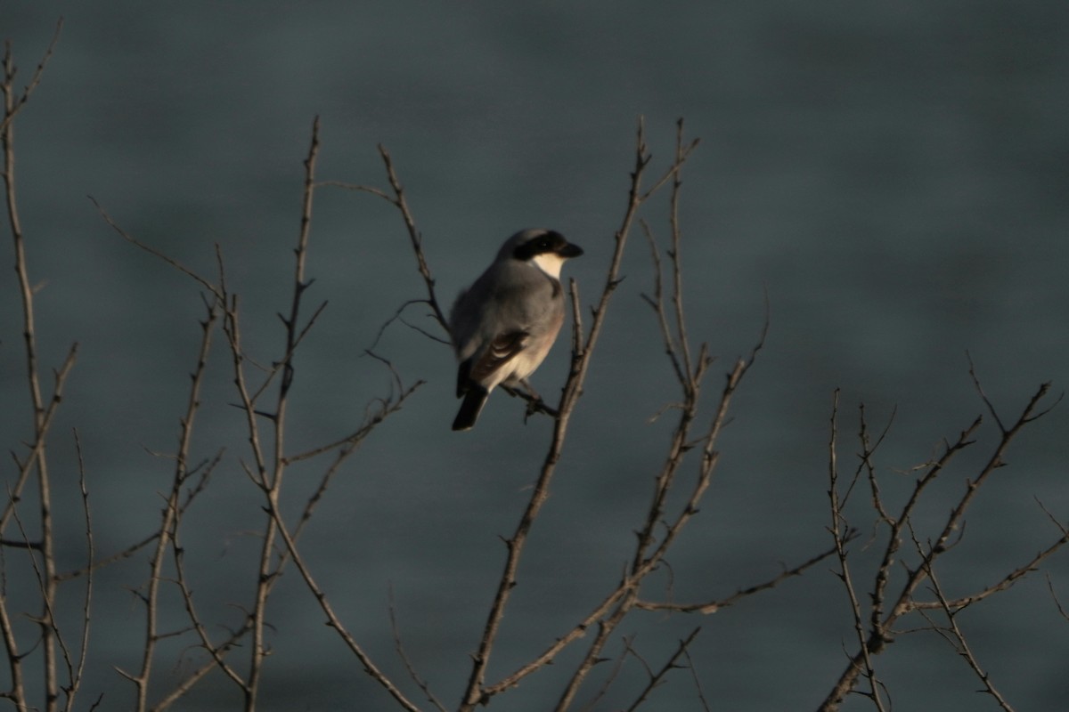 Lesser Gray Shrike - ML646978349
