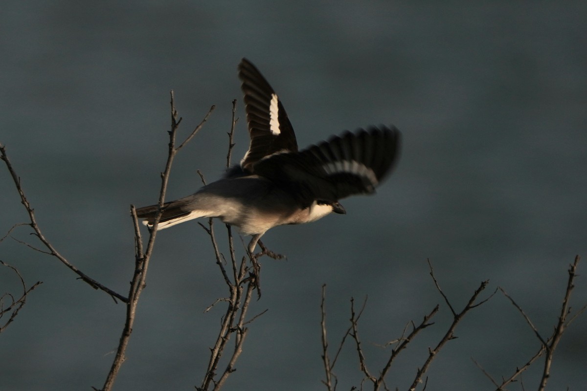Lesser Gray Shrike - ML646978350