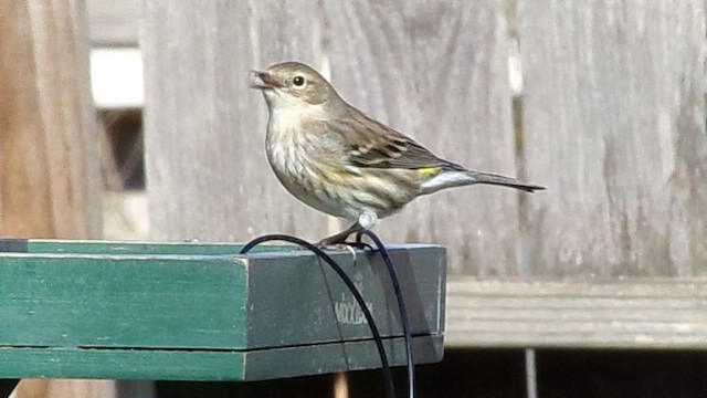 Yellow-rumped Warbler (Myrtle) - ML646978372
