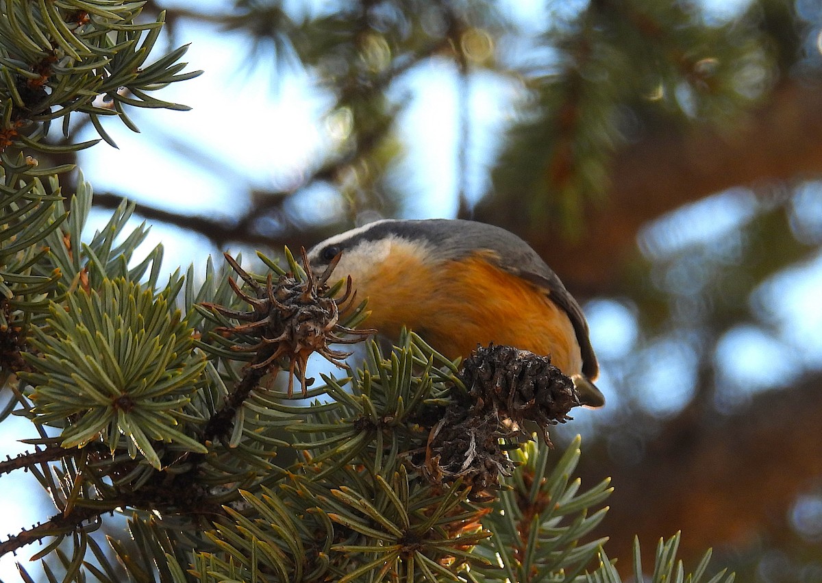 Garrapo kanadarra - ML646978375