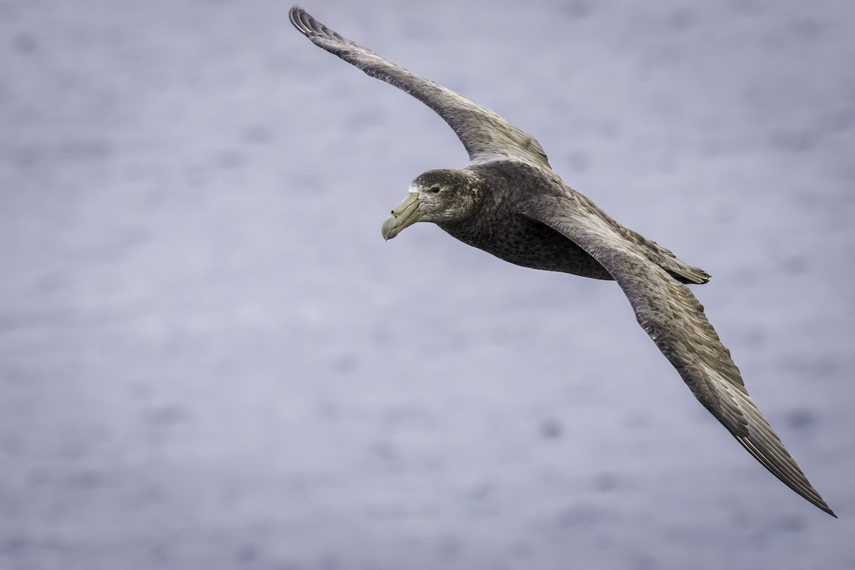 Petreltzar argia - ML646978381