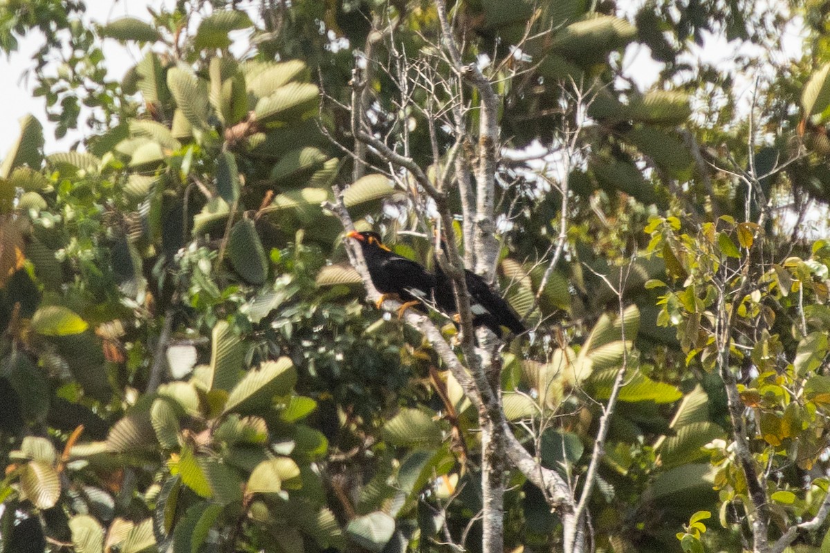 Common Hill Myna (Common) - ML646978390