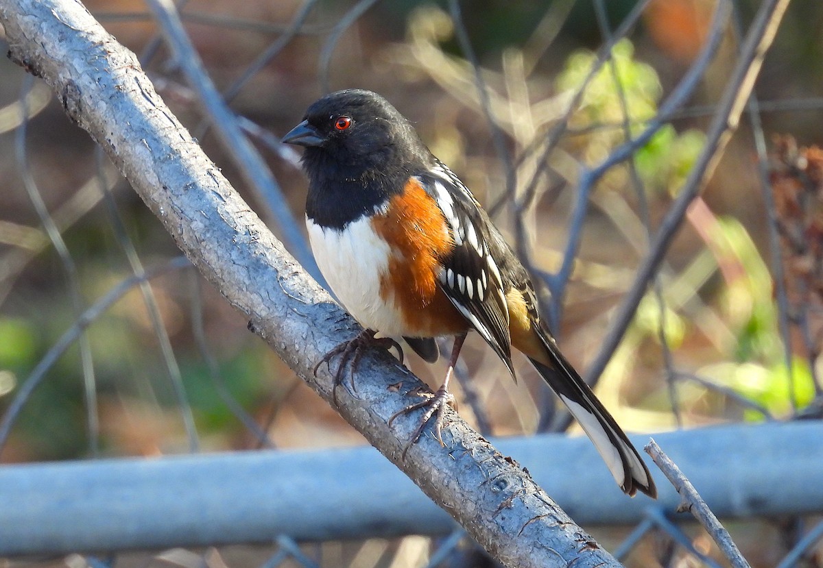 Spotted Towhee - ML646978400