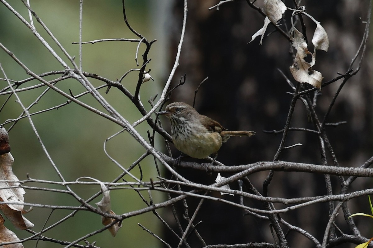 Spotted Scrubwren - ML646978401
