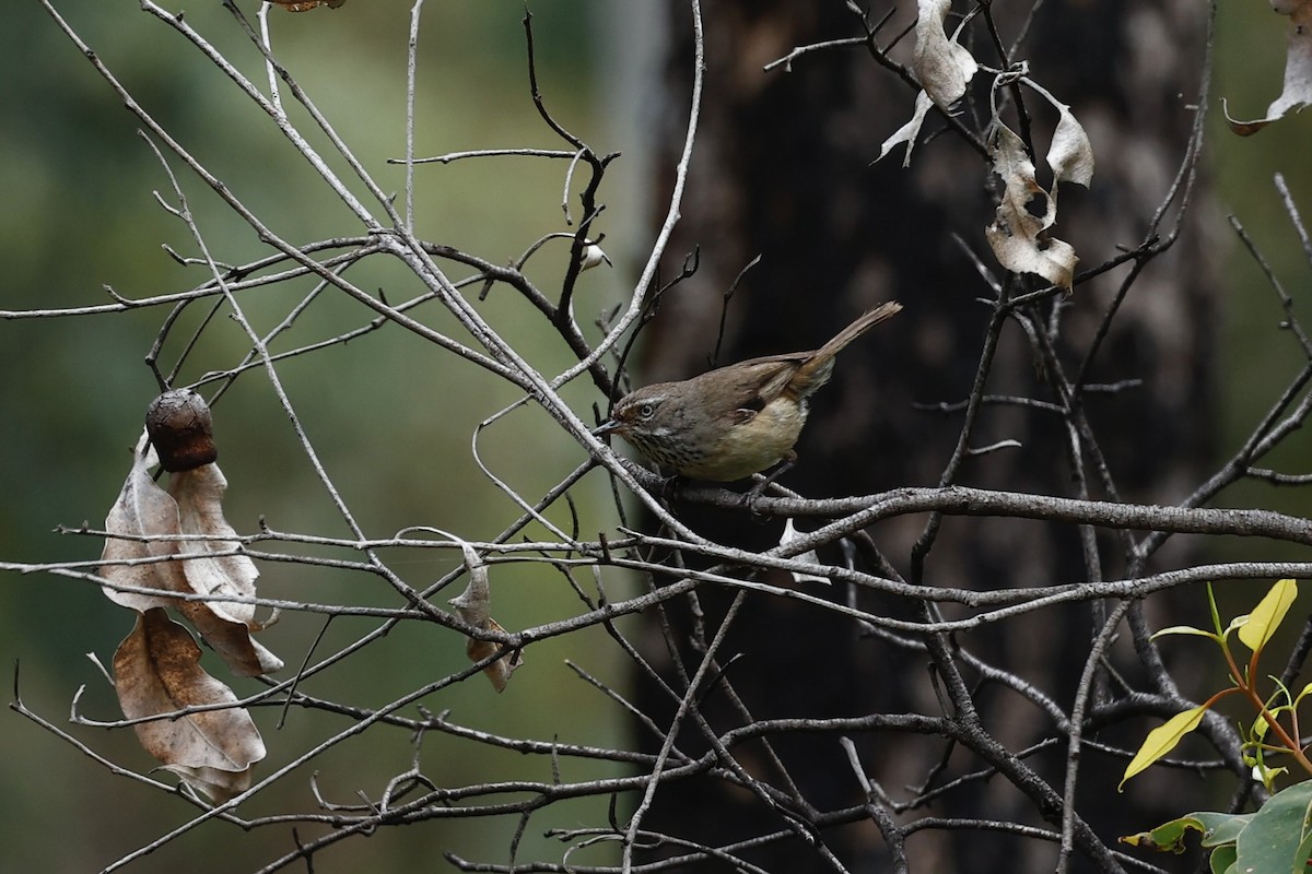 Spotted Scrubwren - ML646978402