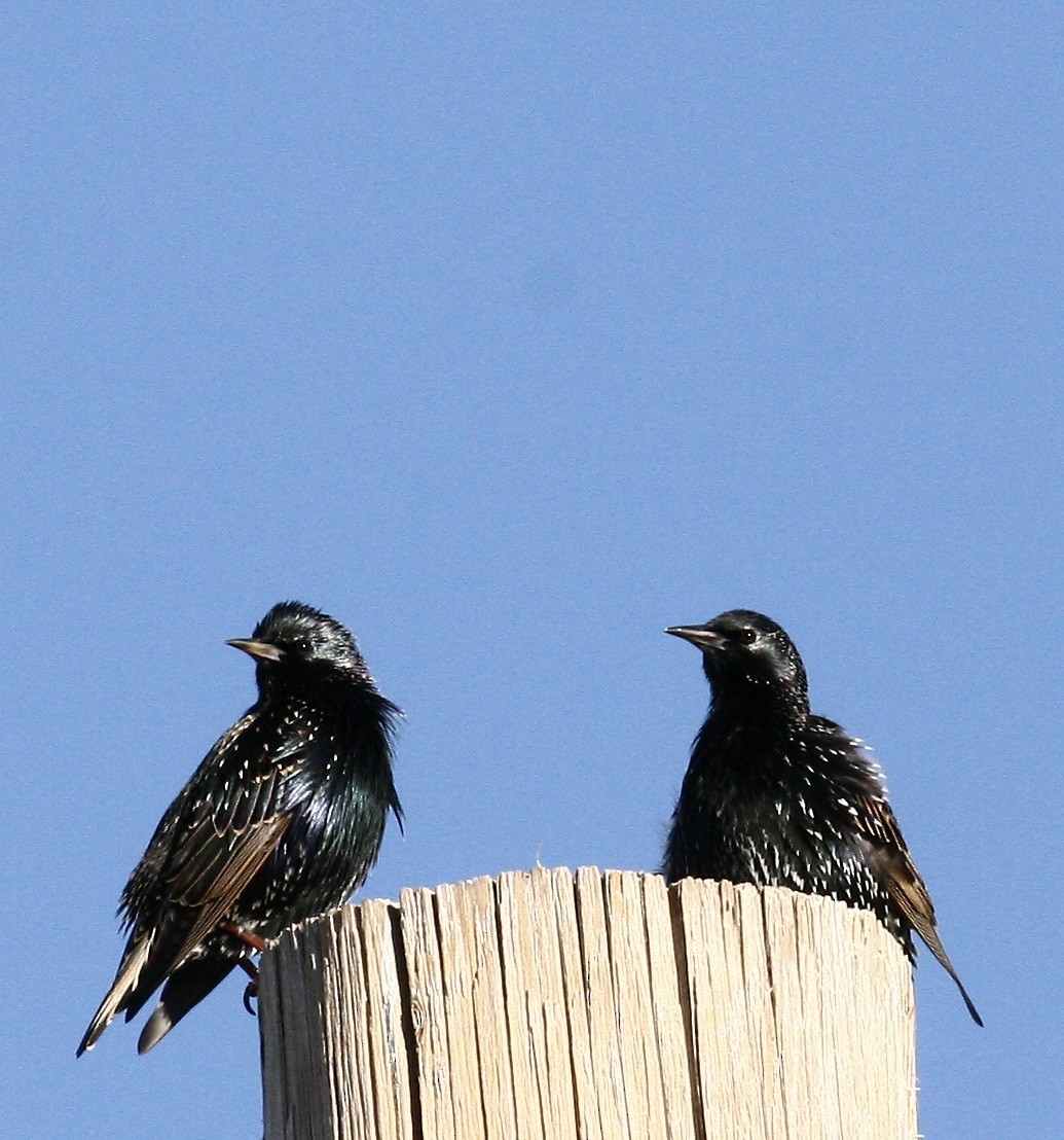 歐洲椋鳥 - ML646978424