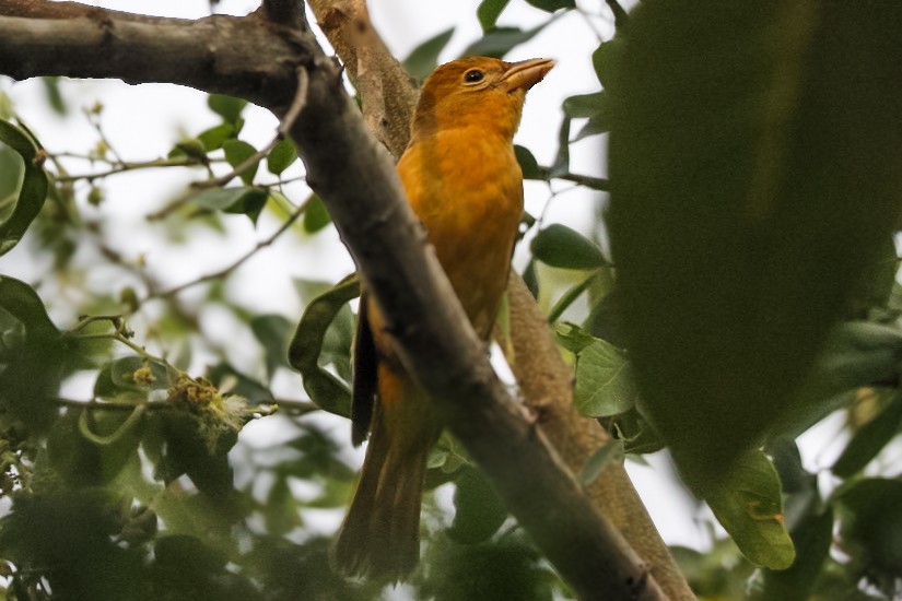 Summer Tanager - ML646978425
