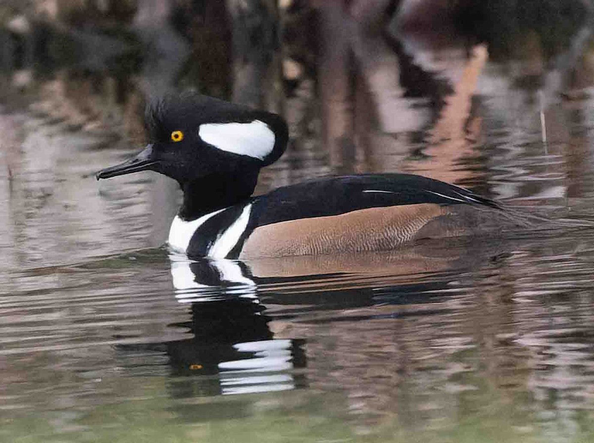 Hooded Merganser - ML646978427