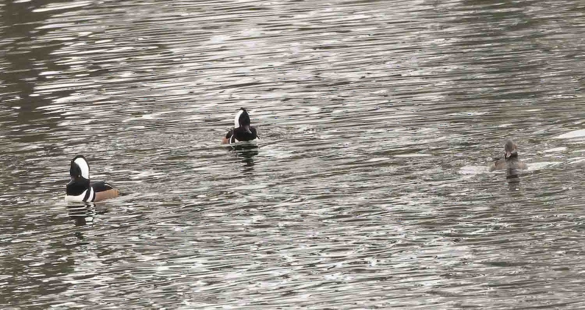 Hooded Merganser - ML646978428