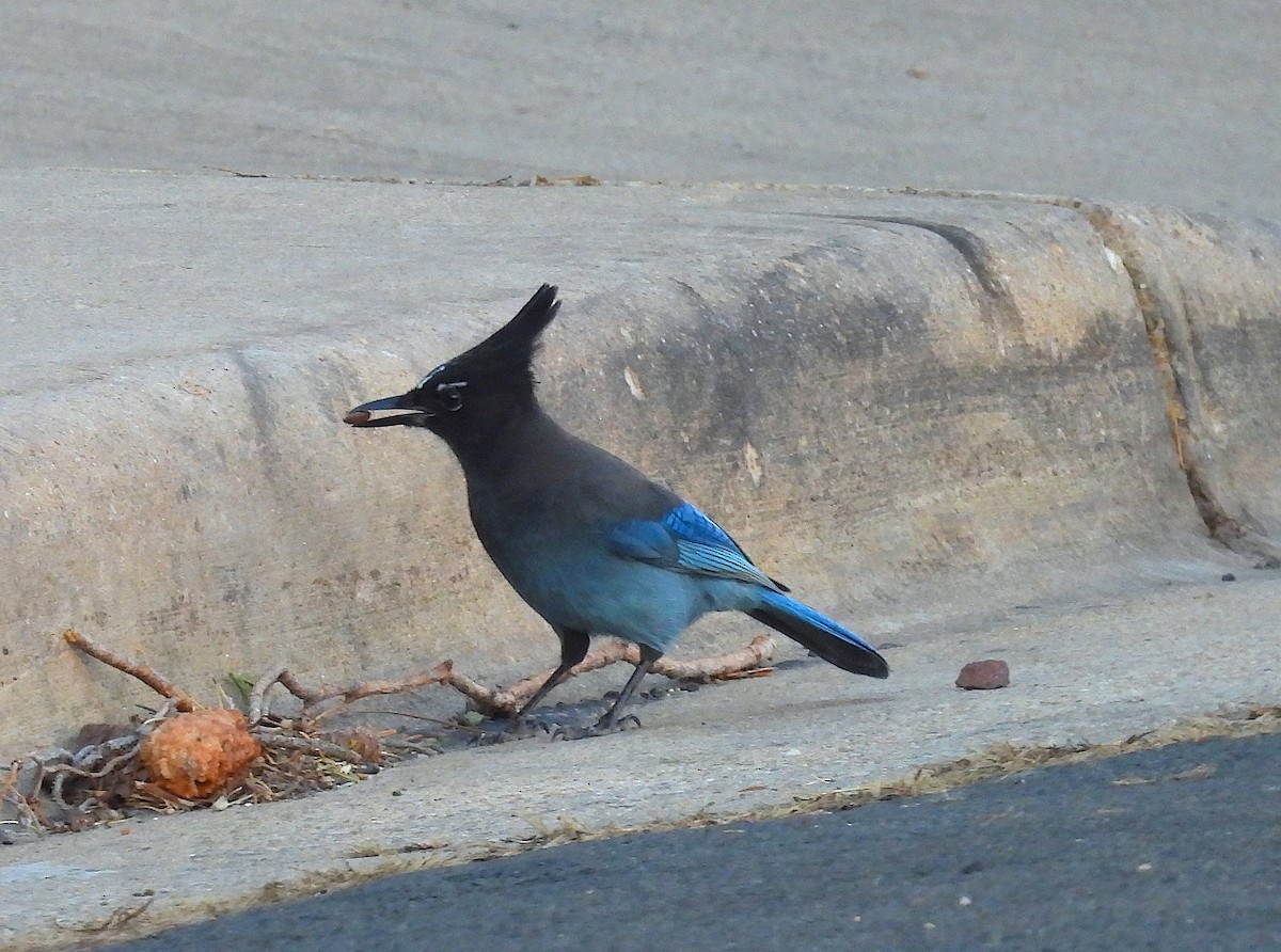 Steller's Jay - ML646978430