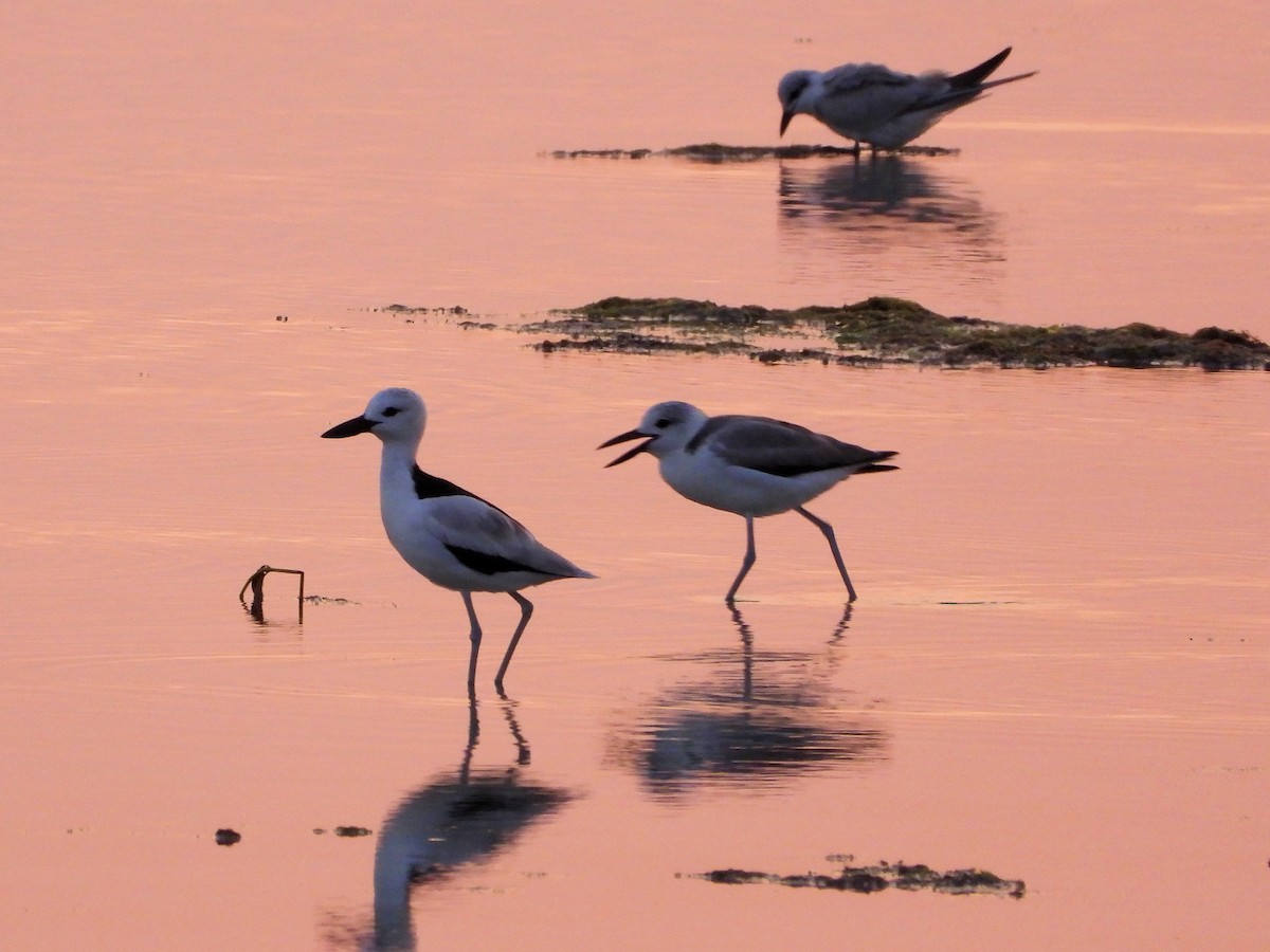 Crab-Plover - ML646978431