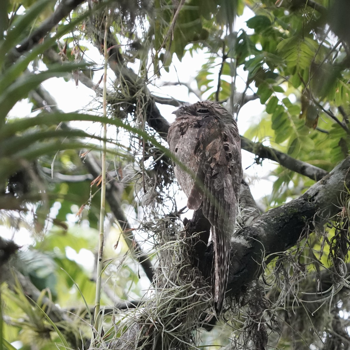 Common Potoo - ML646978433