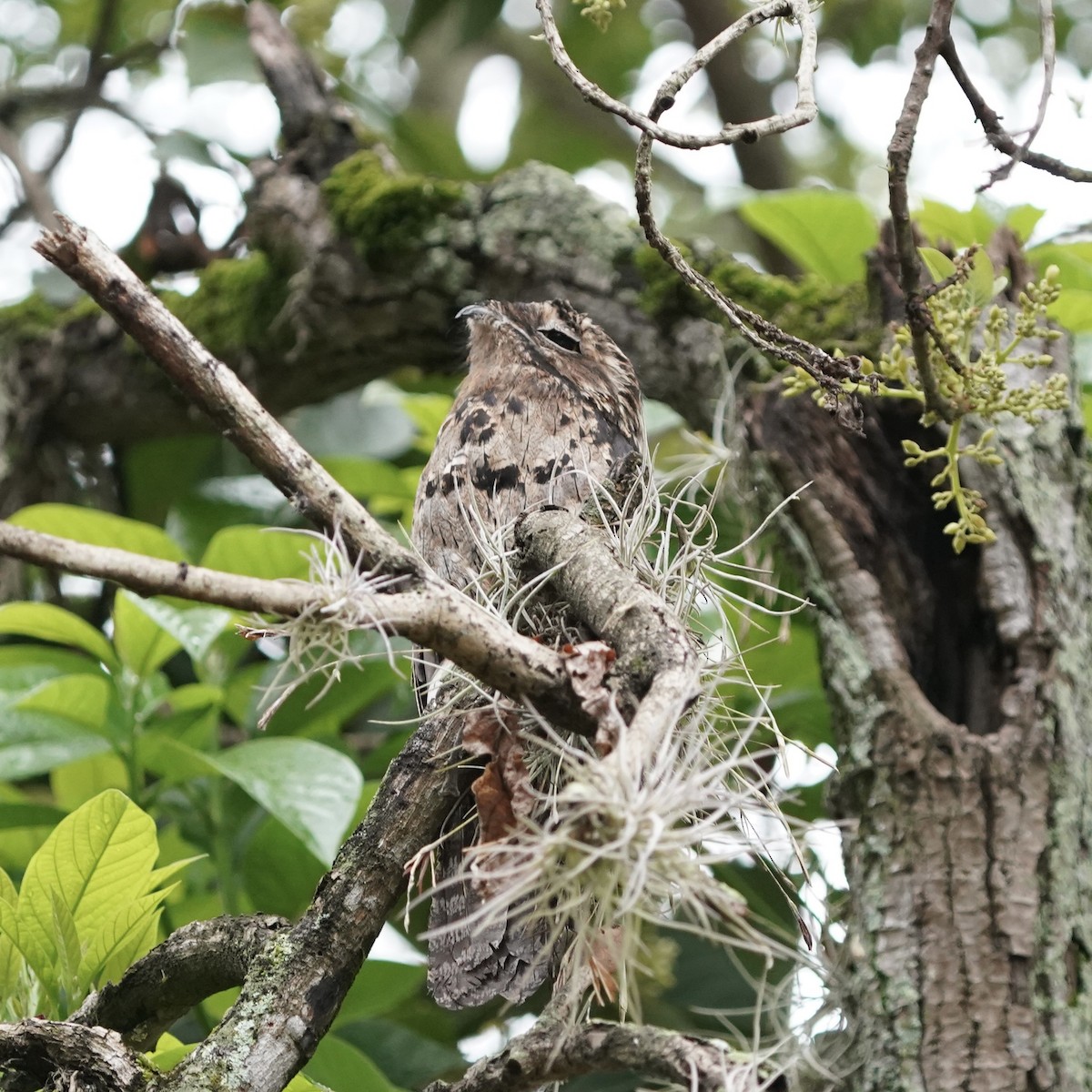 Common Potoo - ML646978434