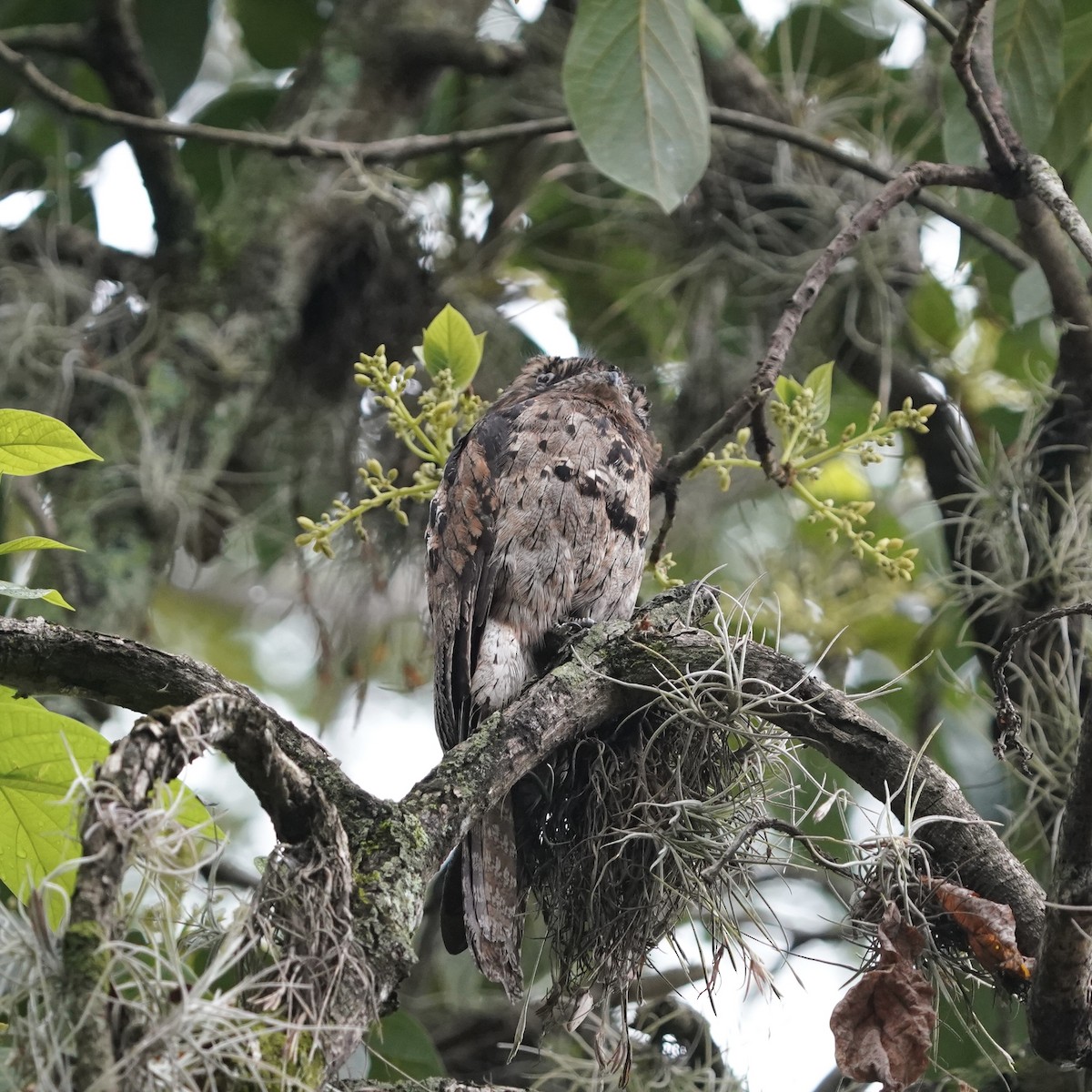 Common Potoo - ML646978435
