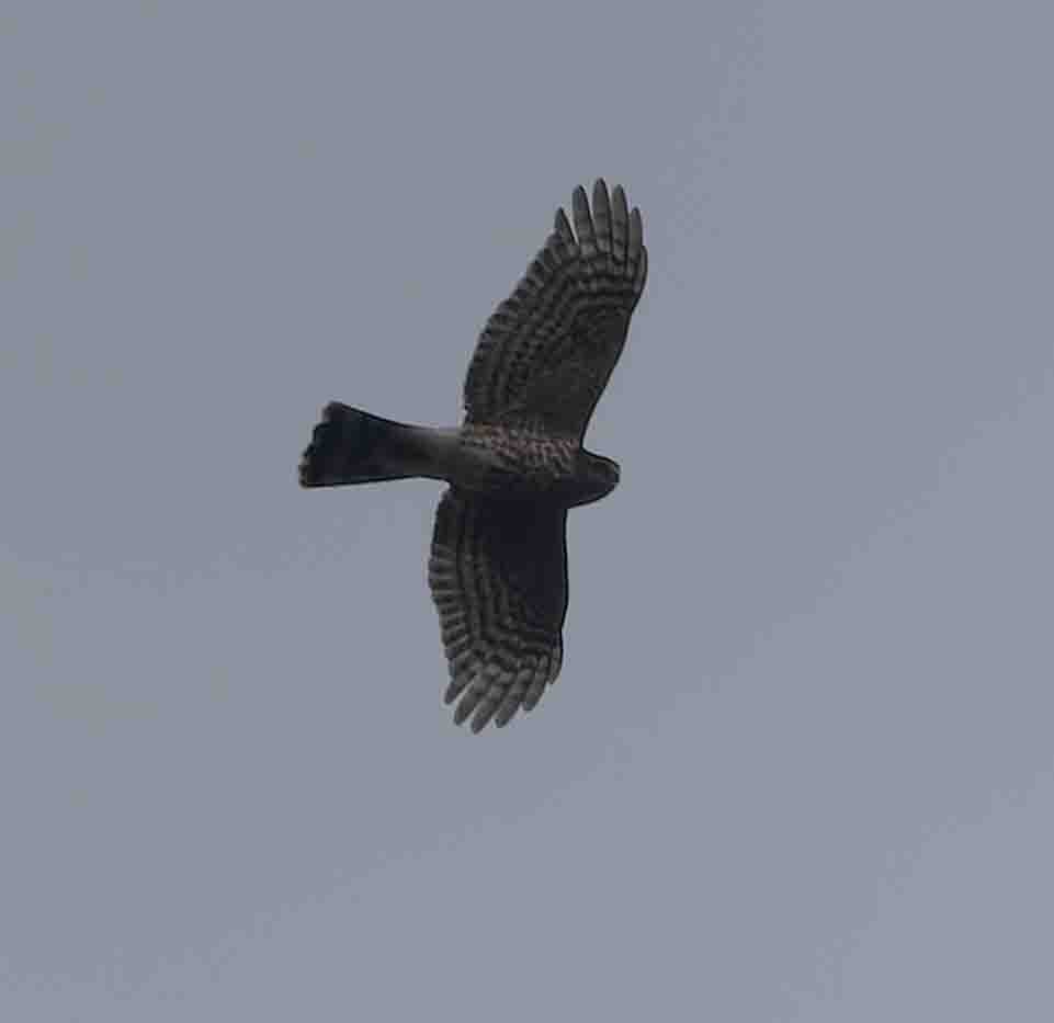 Sharp-shinned Hawk - ML646978442