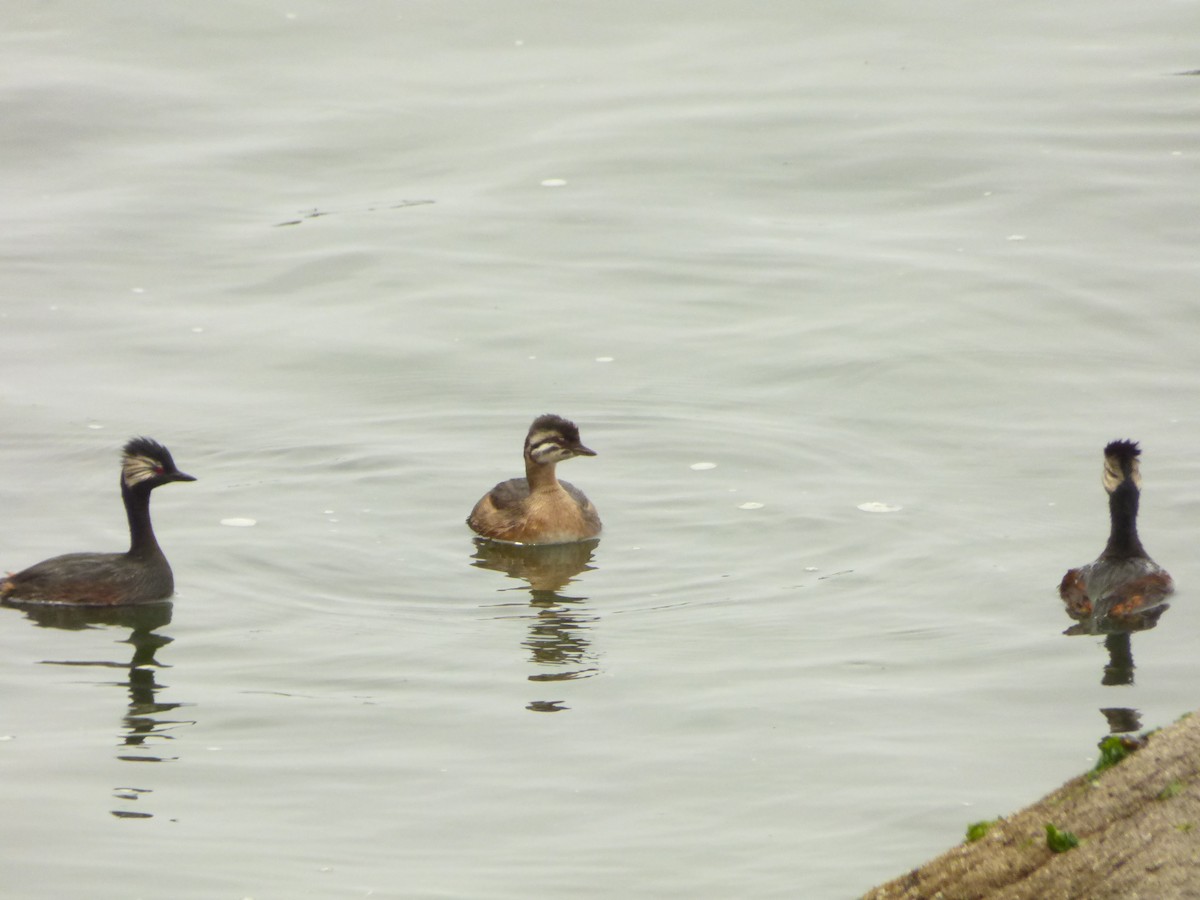 potápka bělouchá - ML646978444