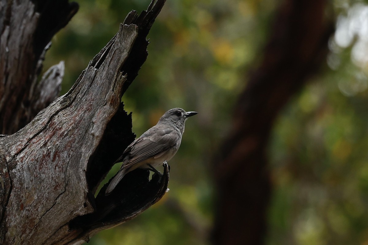 Gray Shrikethrush - ML646978446