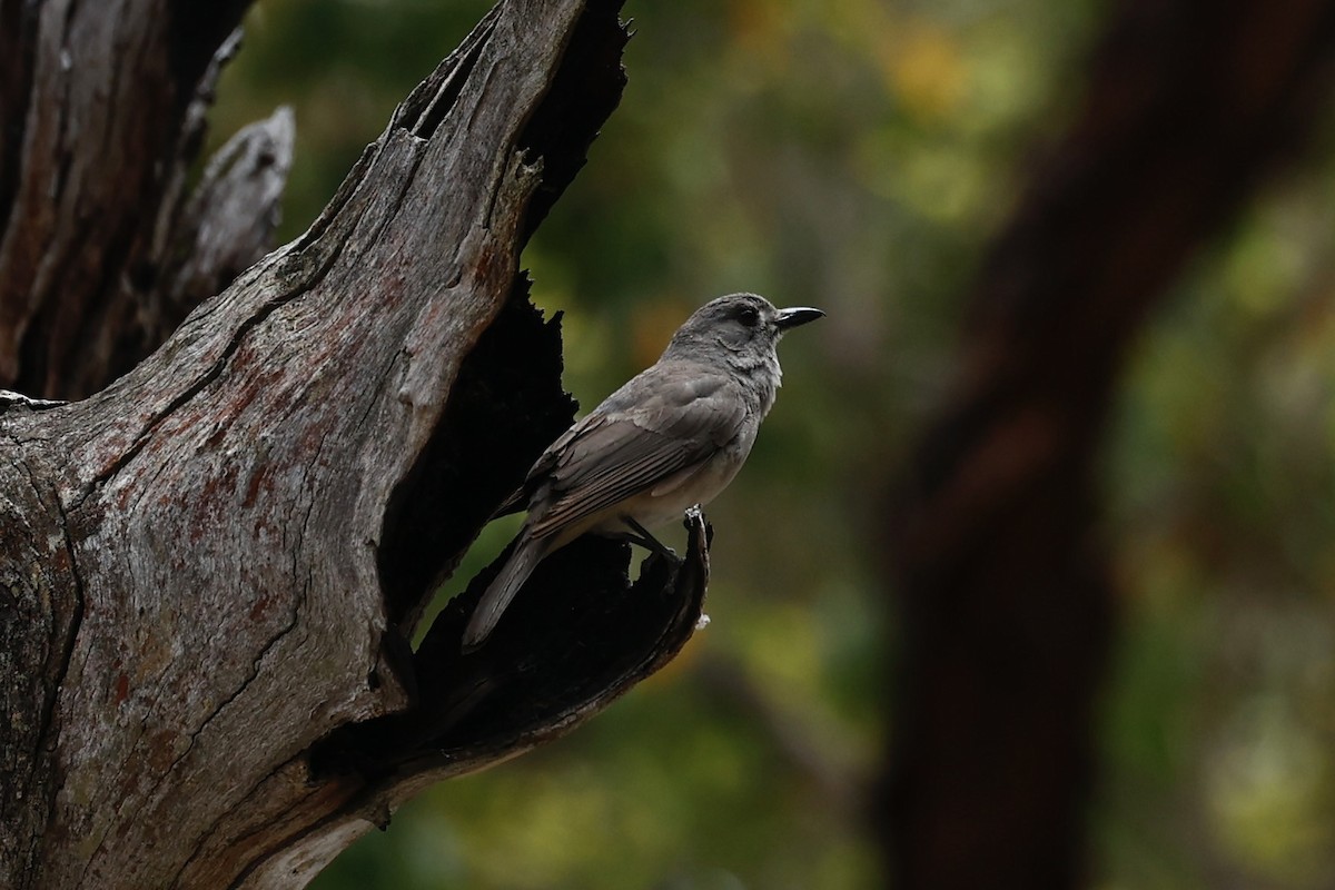 Gray Shrikethrush - ML646978447