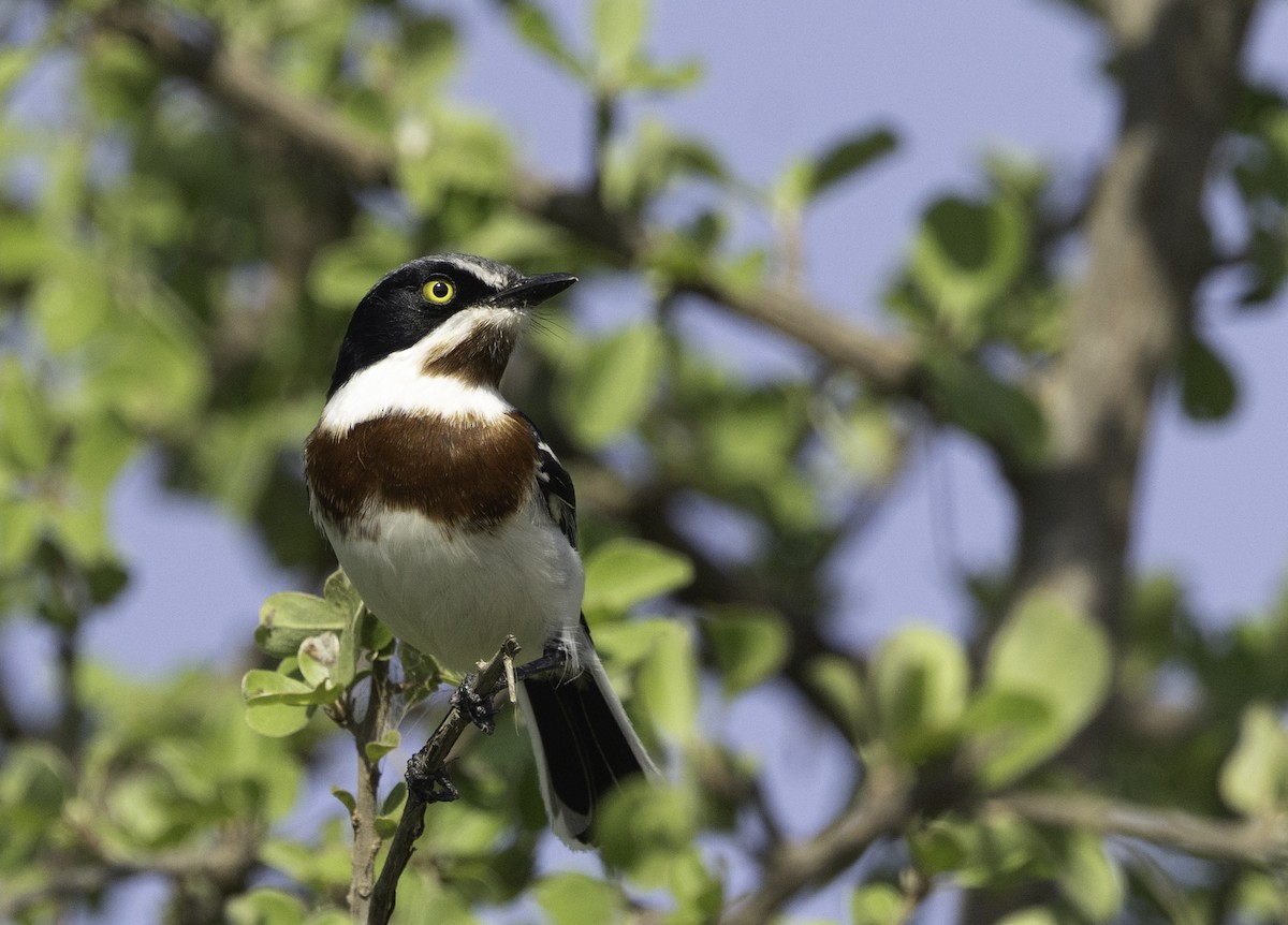 Chinspot Batis - ML646978448