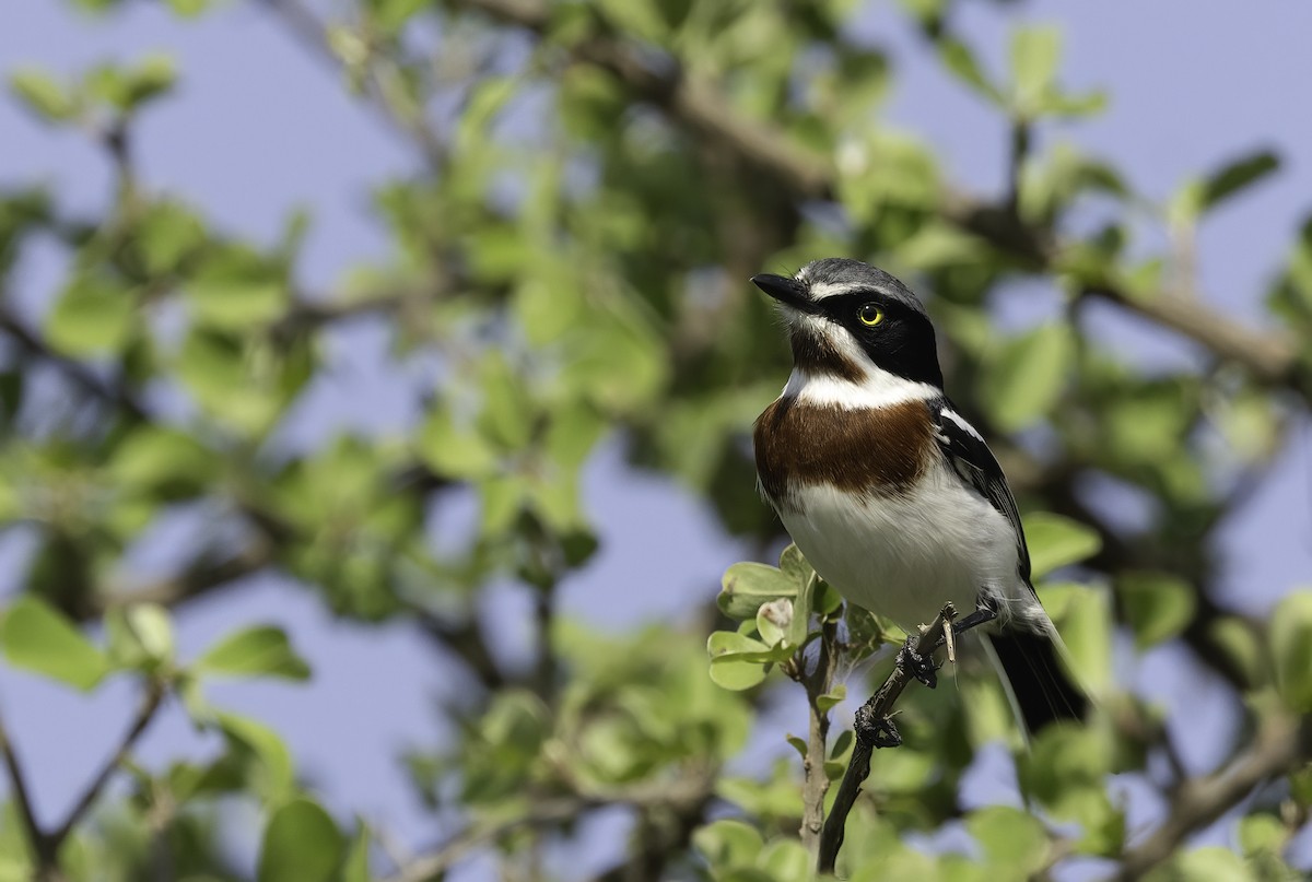 Chinspot Batis - ML646978449