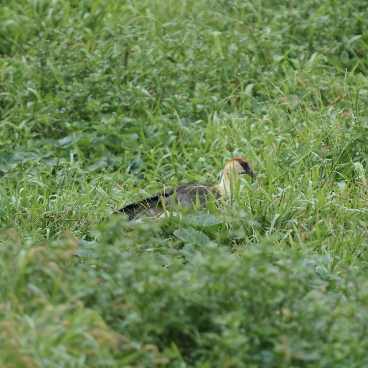 ibis bělokřídlý - ML646978450