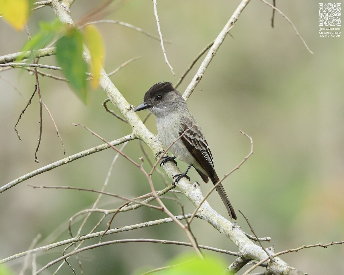 Серобрюхая сириста - ML646978452