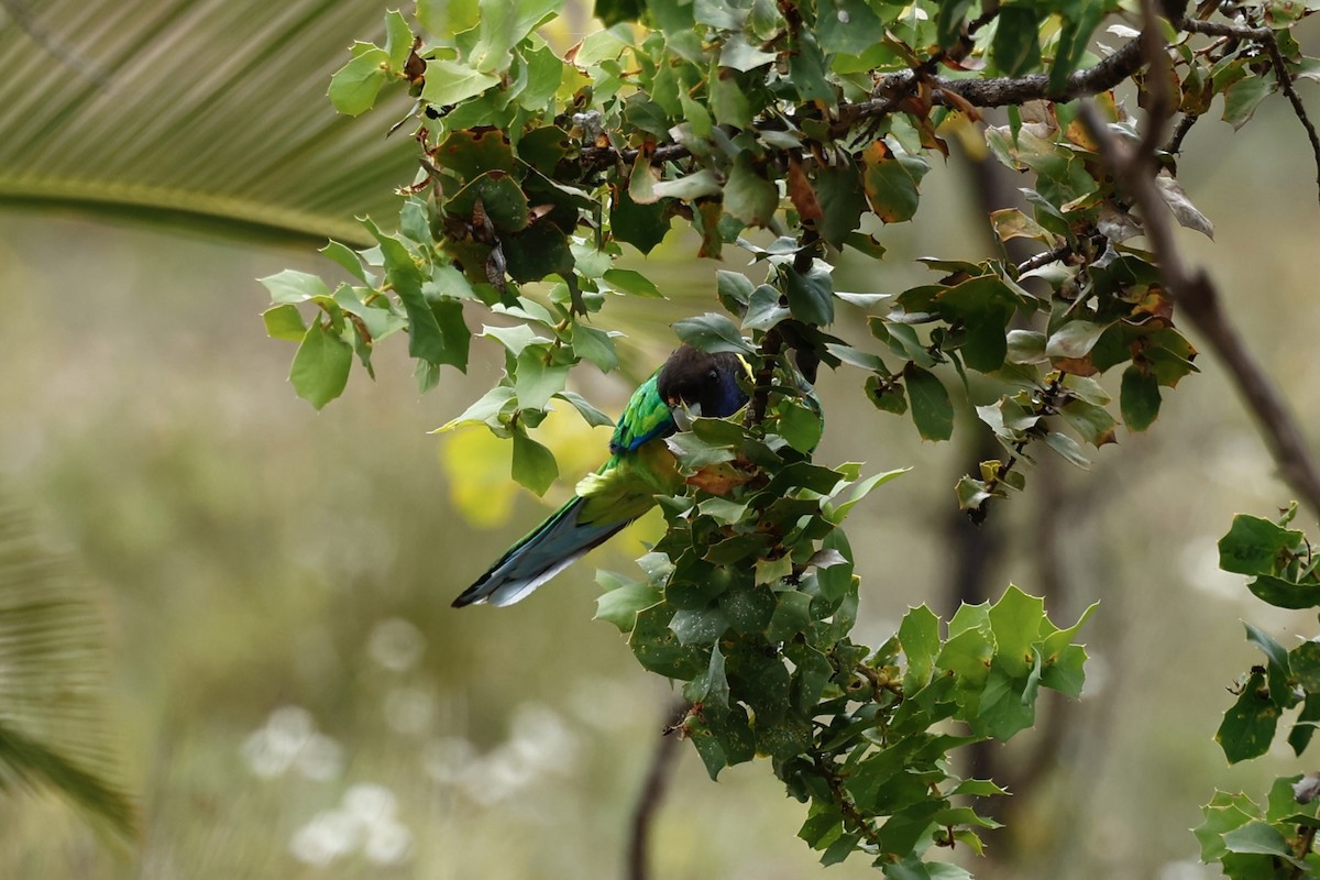 Australian Ringneck - ML646978456