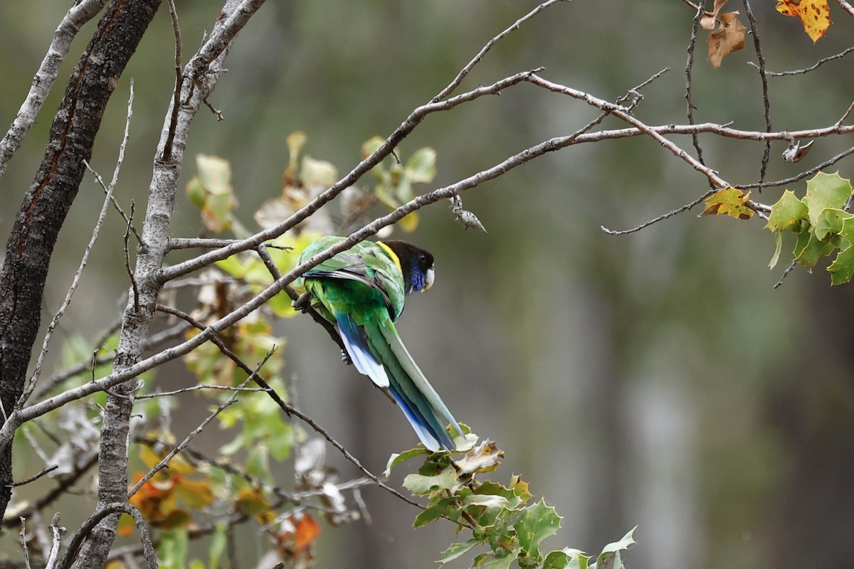 Australian Ringneck - ML646978457